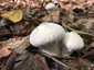 Bimbós pöfeteg (Lycoperdon perlatum), Somogy